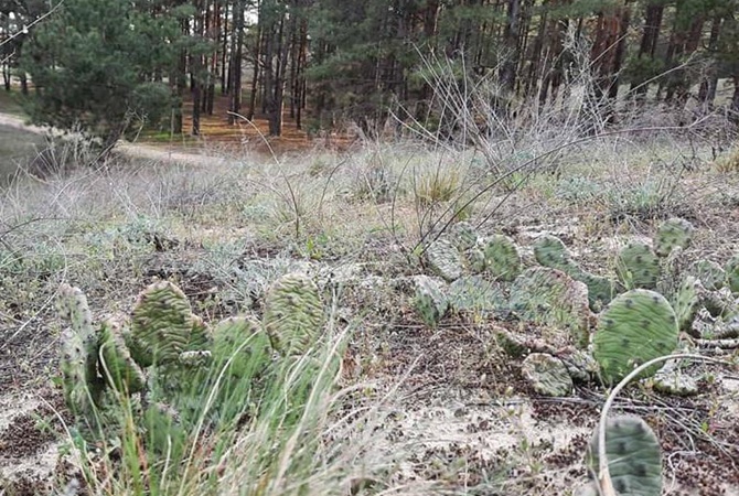 В херсонских лесах начали расти мексиканские кактусы